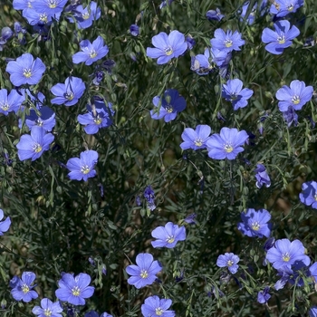Linum perenne 'Sapphire' - Flax