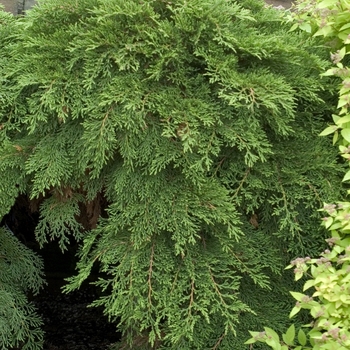 Microbiota decussata - Creeping Siberian Cypress