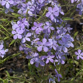 Phlox divaricata ssp. laphamii - Lapham's Phlox