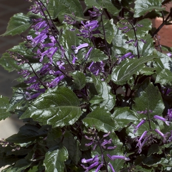 Plectranthus 'Mona Lavender' - Plectranthus