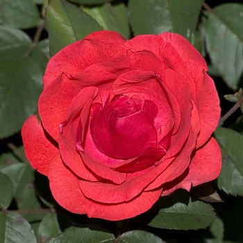 Rosa 'Morden Fireglow' - Morden Fireglow Rose