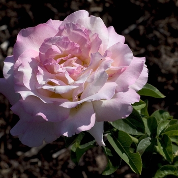 Rosa 'Peace' - Peace Rose
