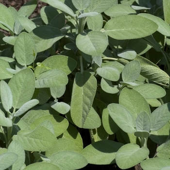 Salvia officinalis 'Bergtgarten' - Sage