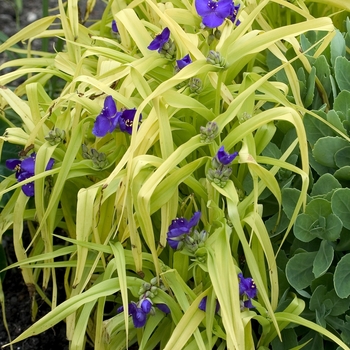 Tradescantia andersoniana 'Blue and Gold' - Spiderwort