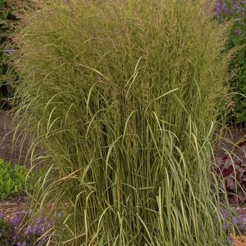 Calamagrostis acutiflora 'Eldorado' - Feather Reed Grass