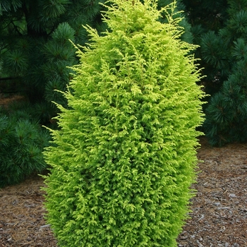 Juniperus communis 'Gold Cone' (Juniper) - Gold Cone Juniper