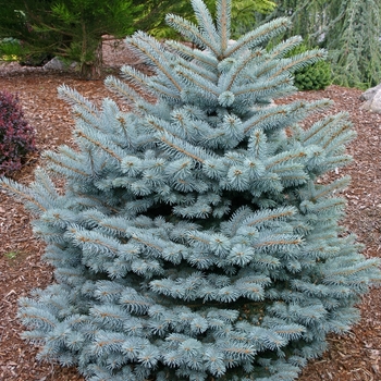 Picea pungens 'Montgomery' - Blue Spruce