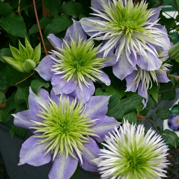 Clematis hybrid 'Crystal Fountain' - Clematis