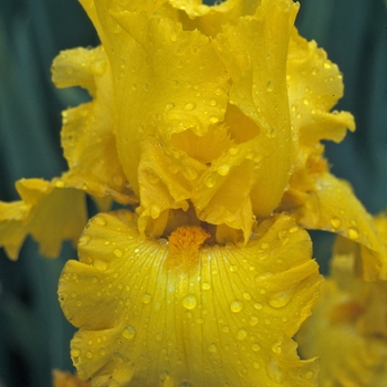 Iris 'Pure As Gold' - Bearded Iris