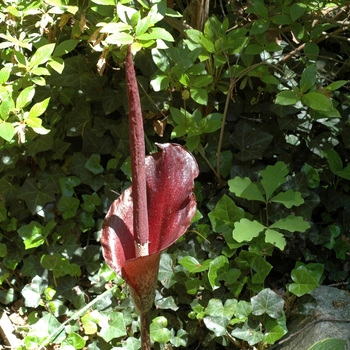 Amorphophallus konjac - Snake Palm