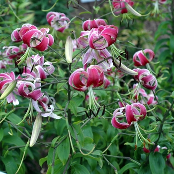 Lilium hybrid 'Black Beauty' - Oriental Lily