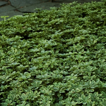 Pachysandra terminalis 'Variegata' - Japanese Spurge