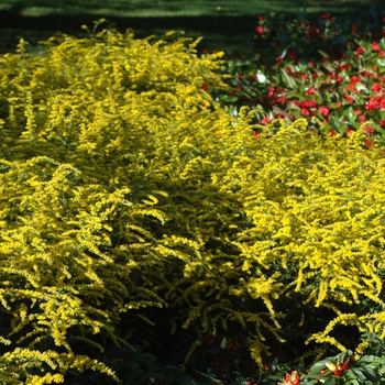 Solidago rugosa 'Fireworks' - Goldenrod