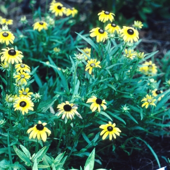 Rudbeckia fulgida var. speciosa 'Viette's Little Suzy' - Black-eyed Susan