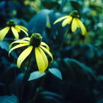 Ratibida pinnata - Coneflower