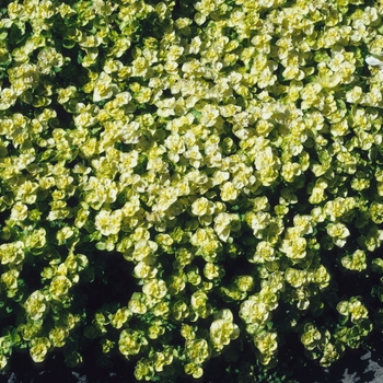 Origanum vulgare 'Aureum' - Oregano