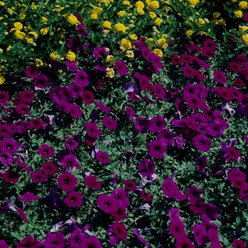Petunia hybrida 'Purple Wave' - Petunia