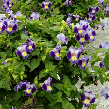 Torenia fournieri - 'Indigo Moon' Wishbone Plant