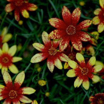 Coreopsis verticillata 'Cruizin Route 66' - Tickseed