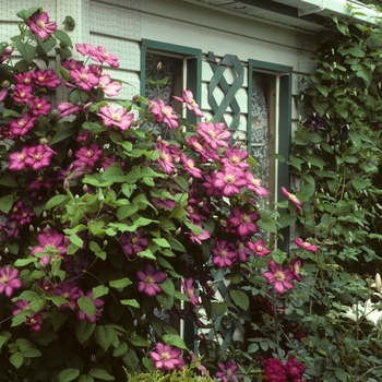 Clematis 'Bee's Jubilee' - Clematis