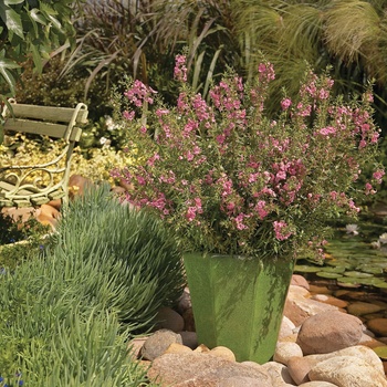Angelonia hybrid - Angelface™ Perfectly Pink