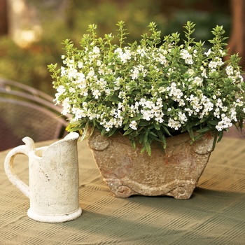 Angelonia angustifolia hybrid - Angelface™ White
