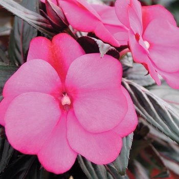 Impatiens hawkeri 'Visinfblla' PP 16,147 and Can. 2280 (New Guinea Impatien) - Infinity® Blushing Lilac