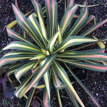 Yucca filamentosa 'Color Guard' - Adam's Needle