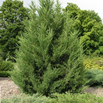 Juniperus chinensis 'Mountbatten' (Juniper) - Mountbatten Juniper