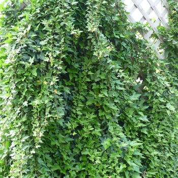 Hedera helix - English Ivy
