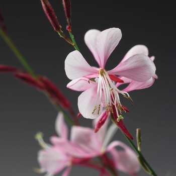 Gaura lindheimeri 'Stratosphere™ Pink Picotee' - Butterfly Flower