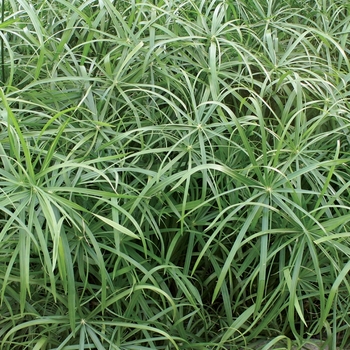 Cyperus involucratus 'Baby Tut' - Baby Tut™ Umbrella Grass