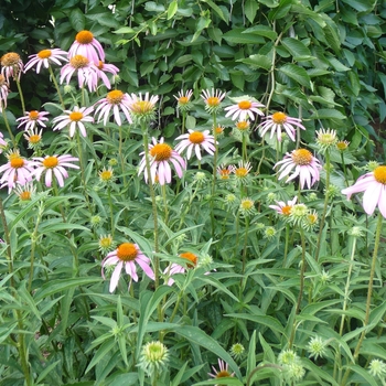 Echinacea purpurea - Coneflower