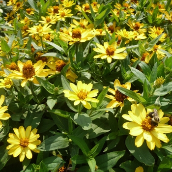 Zinnia hybrid 'Profusion Yellow' - Zinnia
