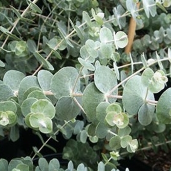 Eucalyptus pulverulenta - ''Baby Blue'' Silver Dollar Tree