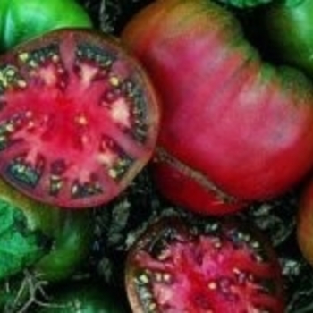 Lycopersicon 'Black Krim' - Tomato 