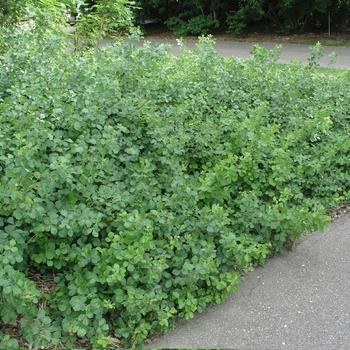 Rhus aromatica 'Gro-Low' - Gro-Low Fragrant Sumac