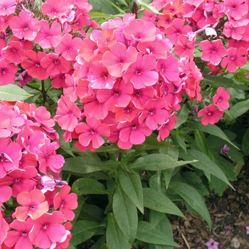 Phlox paniculata 'Starfire' - Garden Phlox