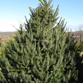 Picea omorika - Serbian Spruce