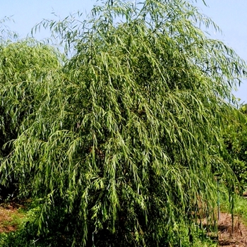 Salix alba 'Tristis' - Golden Weeping Willow