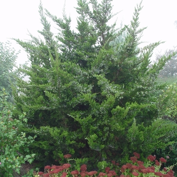 Juniperus virginiana - Eastern Red Cedar