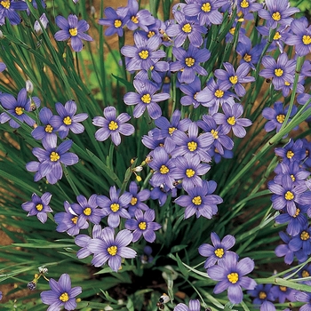 Sisyrinchium angustifolium 'Lucerne' - Blue-Eyed Grass