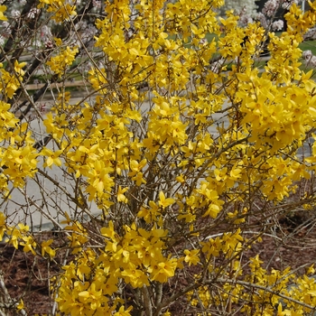 Forsythia x intermedia - 'Lynwood Gold'