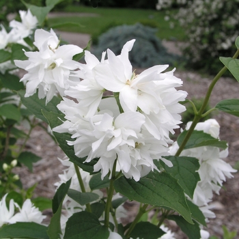 Philadelphus 'Buckley's Quill' - 'Buckley's Quill' Mock Orange