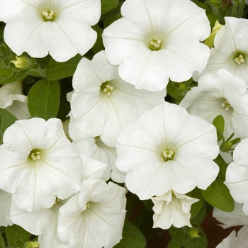 Petunia hybrida 'Easy Wave® White' - Petunia