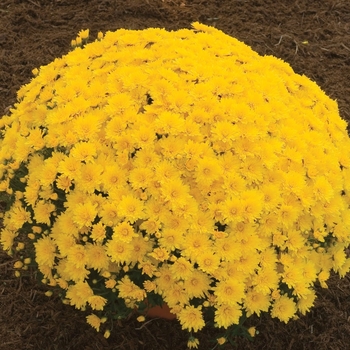 Chrysanthemum Elena Gold - Mum - Yellow