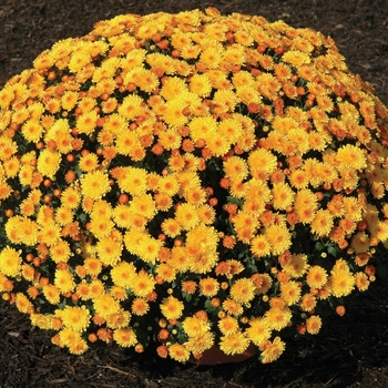 Chrysanthemum Golden Cheryl - Mum