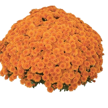 Chrysanthemum x morifolium 'Hannah Orange' - Garden Mum