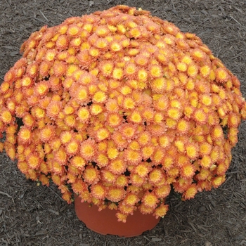 Chrysanthemum 'Jacqueline Orange Fusion' - Garden Mum