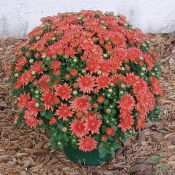 Chrysanthemum x morifolium (Garden Mum) - Ursula™ ''Jazzy Coral''